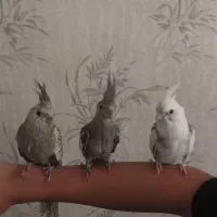 عروس هلندی|پرنده|تهران, زرگنده|دیوار