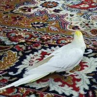 عروس هلندی|پرنده|آوج, |دیوار