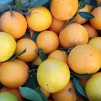 فروش پرتقال شیرین و ارگانیک|خوردنی و آشامیدنی|املش, |دیوار