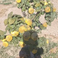 فروش یا معاوضه ملک کشاورزی