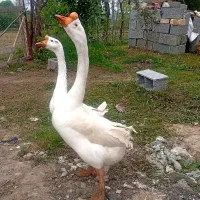 قوغاز قد بلند