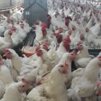 کارگر ساده مرغداری (مرغ مادر )