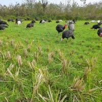 بوقلمون|حیوانات مزرعه|سنگر, |دیوار