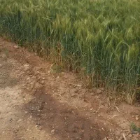 زمین کشاورزی و باغ درایوانکی