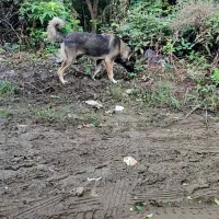 سگ سرابی ماده