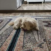 سگ شیتزو طلایی