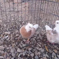 کبوتر دوتاماده شازده وزرد|پرنده|خاوران, |دیوار