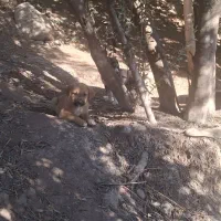 طوله رود فایلر|سگ|لوشان, |دیوار