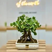 بونسای مصنوعی گل هدیه و رومیزی|گل مصنوعی|مشهد, شهید مطهری|دیوار