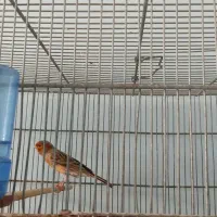 قناری نر مست و ماده آماده|پرنده|بوشهر, |دیوار