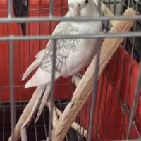 عروس هلندی،طوطی برزیلی،فنج،م با ملنگو و راهب|پرنده|شیراز, شهرک پرواز|دیوار