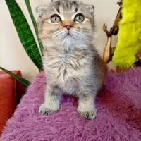 اسکاتیش گلد چینچیلا