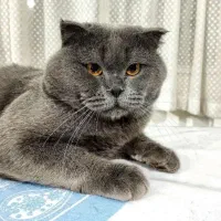 اسکاتیش یک ساله نر|گربه|بومهن, |دیوار