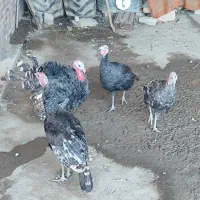 بوقلمون برنز اصل و درجە یک فریح|حیوانات مزرعه|پیرانشهر, |دیوار