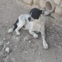 سگ گوسفندی|سگ|شیروان (خراسان), |دیوار