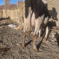 گاو|حیوانات مزرعه|گلپایگان, |دیوار