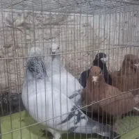 فروش کبوتر زرددم سفید|پرنده|زرند, |دیوار