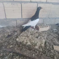 دم سبز ،یهودی سیاه ،دوکت سیاه المانی|پرنده|شوشتر, |دیوار