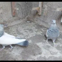 سینه سبز دوکت شیر کاکل صاف بشرط بزن هوایی