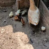 جوجه محلی وبرهما