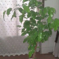 گل بنجامین|گل و گیاه طبیعی|اصفهان, پوریای ولی|دیوار