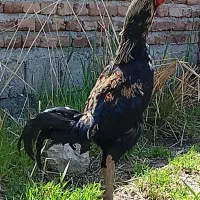 خروس لاری اصل