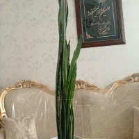 گل طبیعی|گل مصنوعی|مشهد, موسوی قوچانی|دیوار