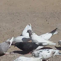 فروش‌کبوتر|پرنده|فین, |دیوار