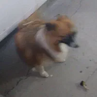 سگ خوب ماده|سگ|زرندیه, |دیوار