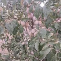 آلو حاج حسنی روی درخت
