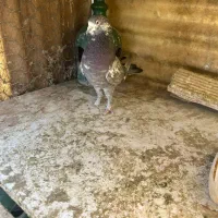 کبوتران همه یکجا دونه ای ۴۰۰ هزارتومان|پرنده|تهران, شهرک شریعتی|دیوار