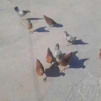 جوجه های محلی تروتمیز واکس زده