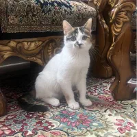 واگذاری  گربه