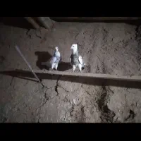 باسلام چند جفت طوق زوردار|پرنده|ماهیدشت, |دیوار