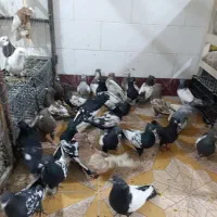 کبوتر سینه سیاه|پرنده|شیراز, گویم|دیوار