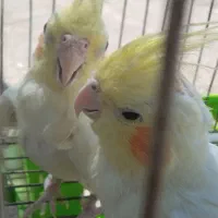 عروس هلندی