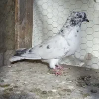 دوتا کفتر غریب  حراج|پرنده|فلاورجان, |دیوار