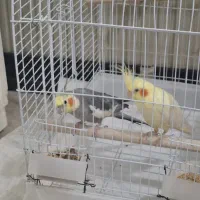عروس هلندی نر و ماده|پرنده|تهران, استقلال|دیوار