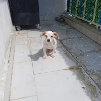 واگذاری چهارقلاد سگ
