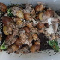 حلزون ها|خزنده|کرج, گلشهر|دیوار