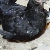 مرغ گلین خال سوزنی باجوجه