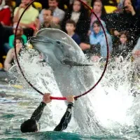 تور های هوایی کلیه مسیرها قشم ....