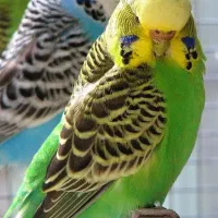 معاوضه با مرغ عشق ماده