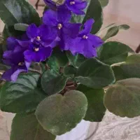 گلسرای پارین