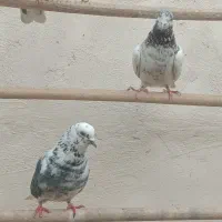 کفتر|پرنده|شهریار, رضی آباد بالا|دیوار