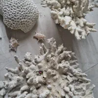 مرجان دریایی تنپ کوچک/ زیبا|ماهی|شیراز, شهرک فرزانگان|دیوار