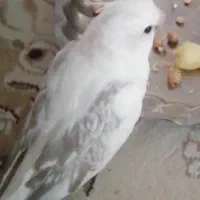 گمشده عروس هلندی