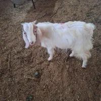 فروش بزغاله نر پاکستانی و سانن