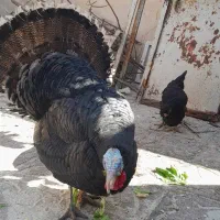 بوقلمون برنز نروماده اصل محلی جهرم|حیوانات مزرعه|جهرم, |دیوار