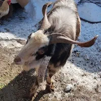 بز نر|حیوانات مزرعه|اردبیل, |دیوار